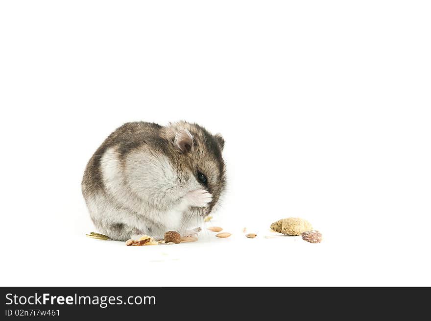 Hamster cleaning, isolated over white. Hamster cleaning, isolated over white