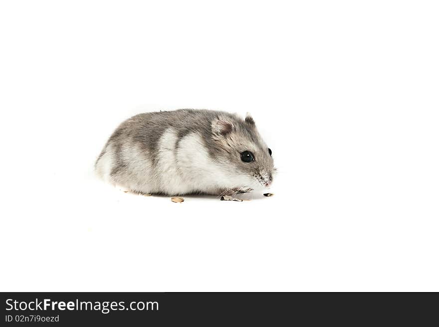 Hamster isolated over a white background