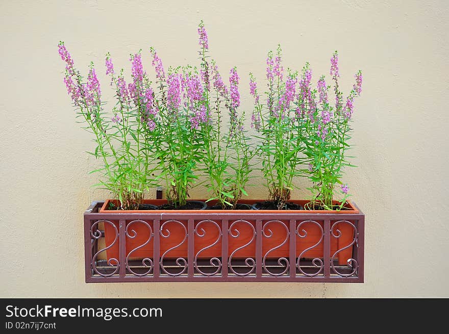 Many violet flowers in box