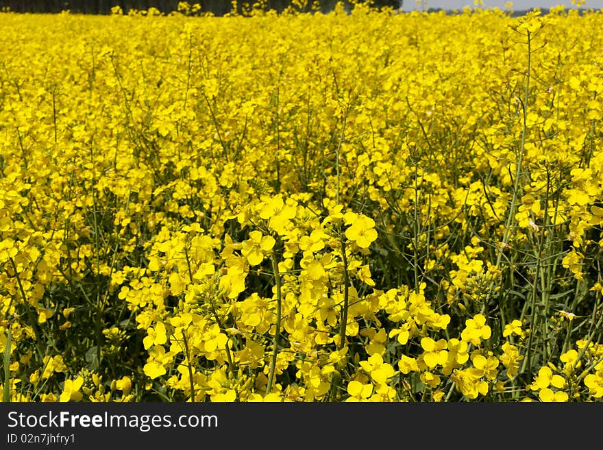 Rape field just blossomed with yellow color