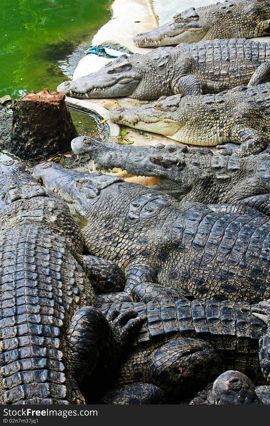 Crocodiles