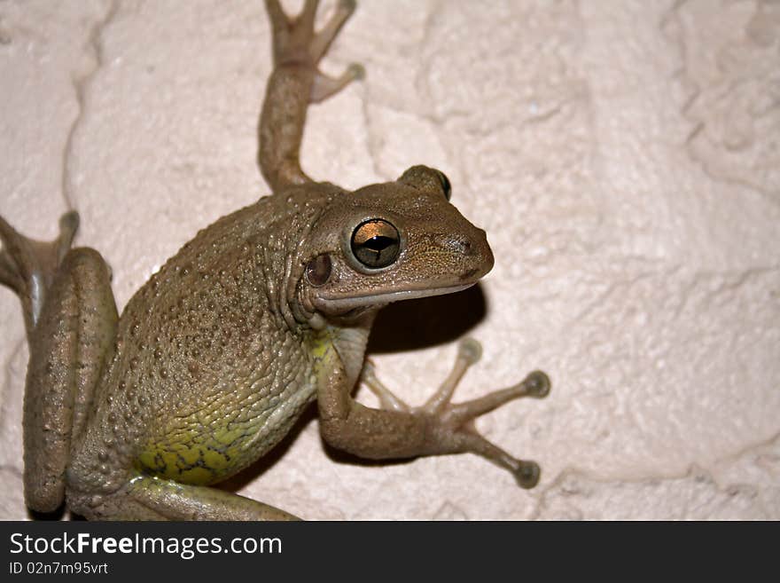 Cuban Tree Frog