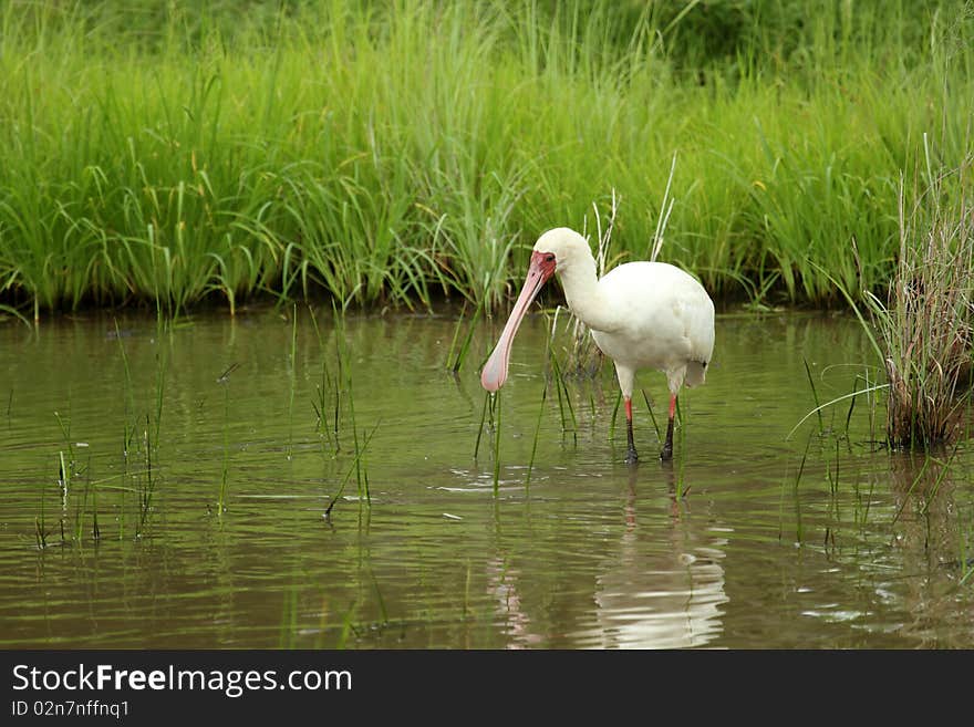 African Spoonbill, fishing in shallow water. African Spoonbill, fishing in shallow water