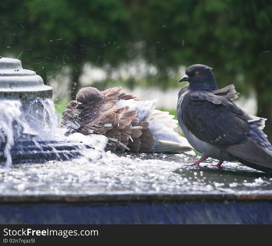 Pigeons in city fountain