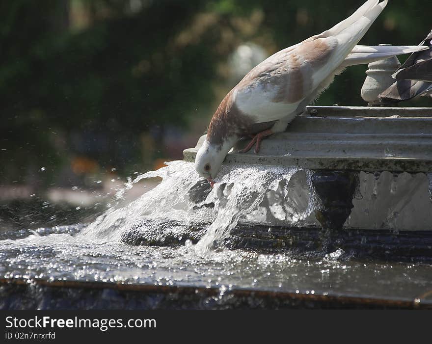 Potable water of pigeon from fountain in hot day. Potable water of pigeon from fountain in hot day