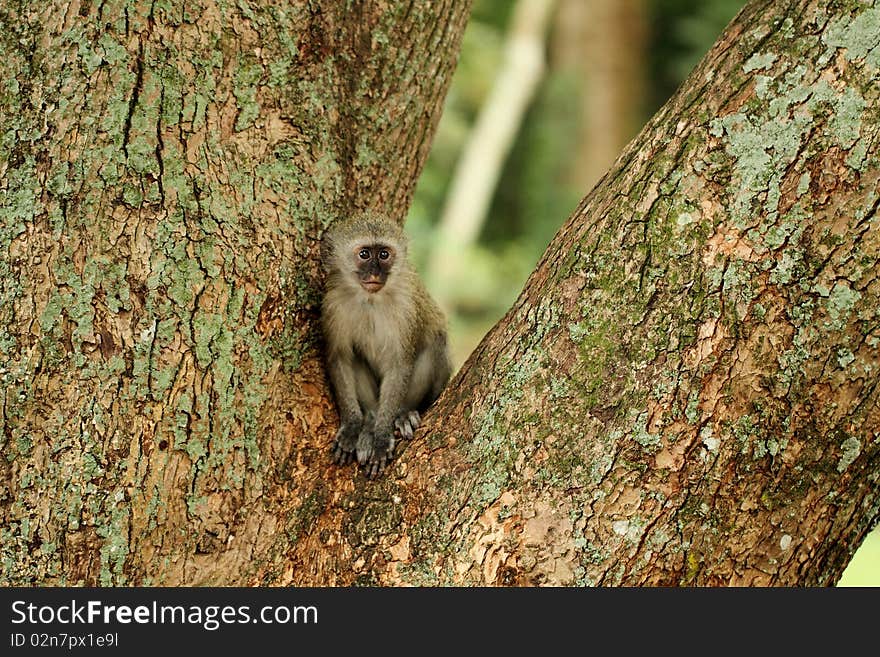 Vervet monket baby sitting in tree. Vervet monket baby sitting in tree