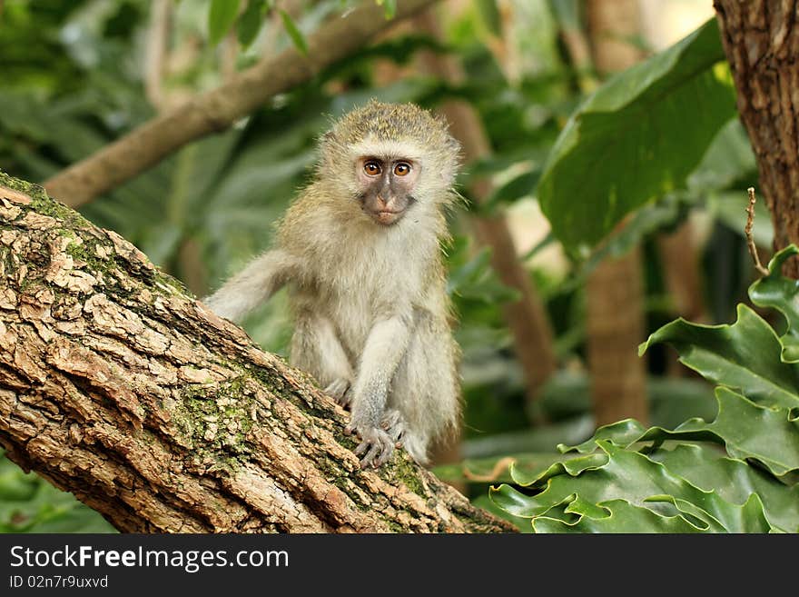 Vervet monket baby sitting in tree, looking at camera. Vervet monket baby sitting in tree, looking at camera