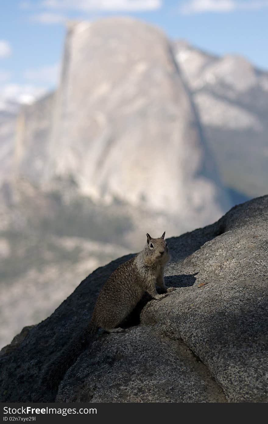 A squirrel in front of Half Dome at Yosemite National Park. A squirrel in front of Half Dome at Yosemite National Park