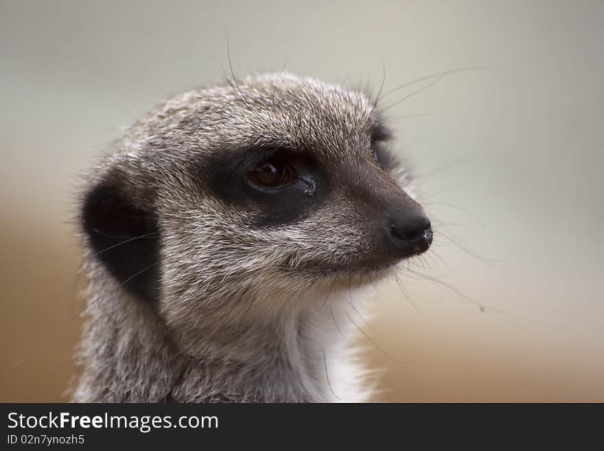 A close up of a Meerkat in Blair Drummond Safari Park in Scotland. A close up of a Meerkat in Blair Drummond Safari Park in Scotland