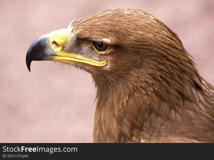 A close up of a white tail eagle in Blair Drummond Safari Park in Scotland. A close up of a white tail eagle in Blair Drummond Safari Park in Scotland