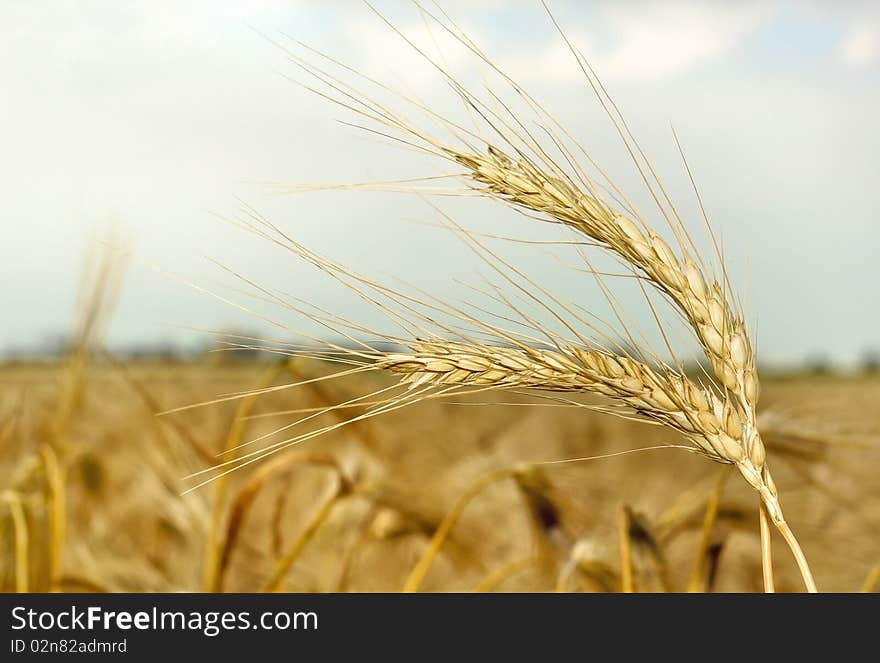 Wheat heads against blue sky