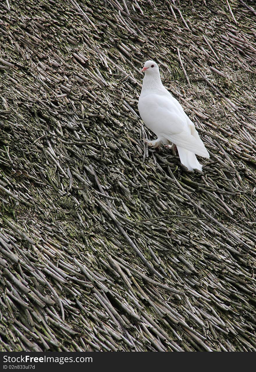 White Dove of the rural thatched house. White Dove of the rural thatched house.