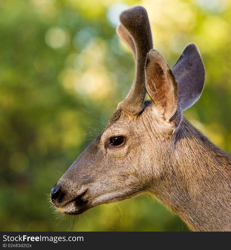 Closeup profile portrait of a wild male black-tailed deer. Closeup profile portrait of a wild male black-tailed deer.