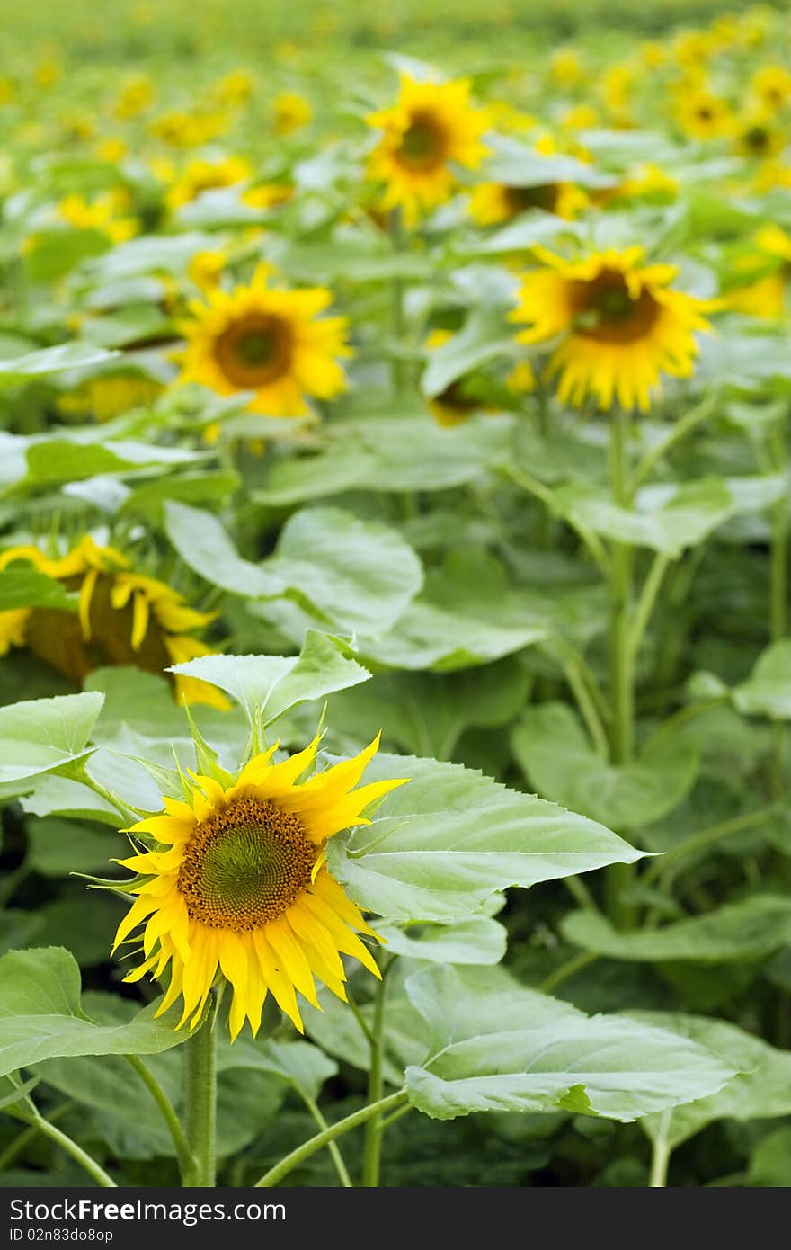 Sunflowers