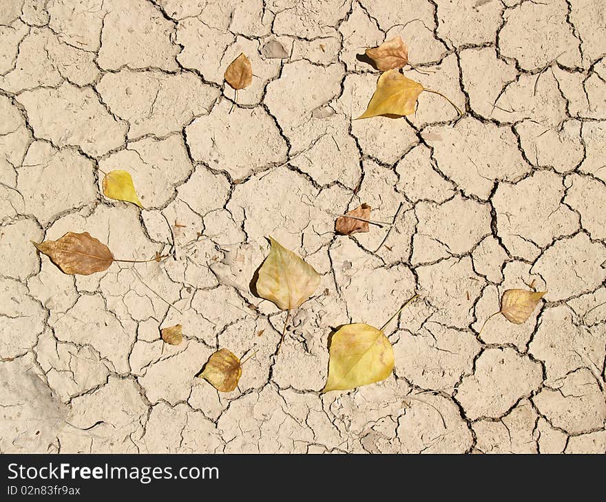 Cracked Earth with a few yellow leaves