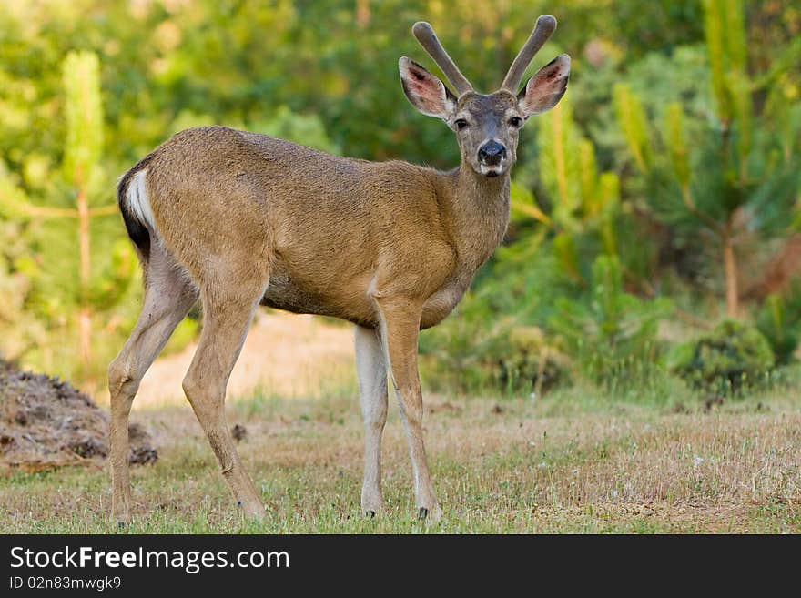 Black tailed (or mule) deer stag posing on a lawn in California. Black tailed (or mule) deer stag posing on a lawn in California.