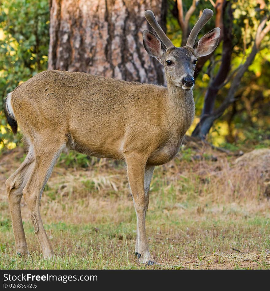 Black tailed deer stag posing on a lawn in California. Black tailed deer stag posing on a lawn in California.