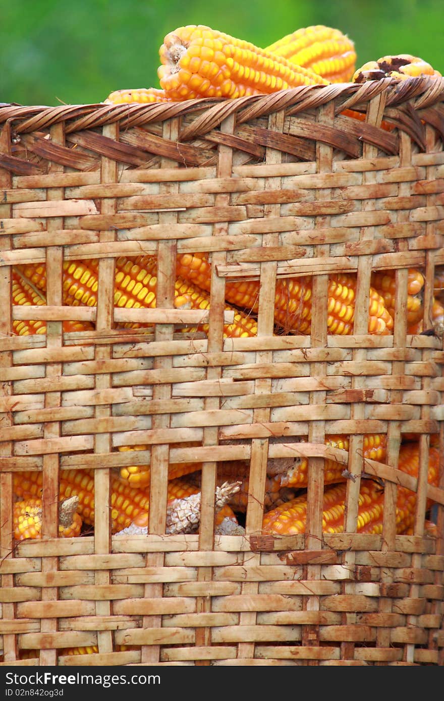 Harvested corn in a Basket