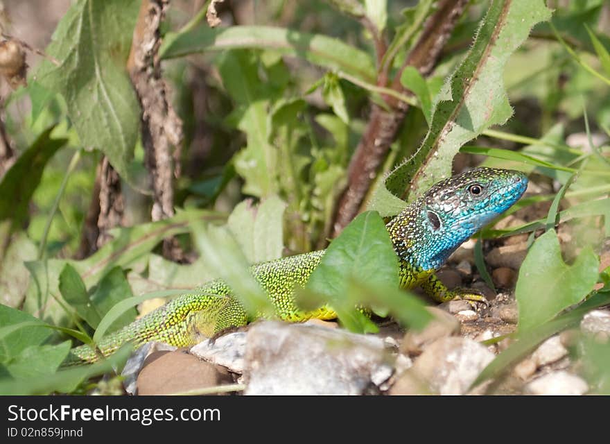 Lizard reptile in the grass