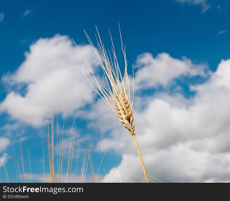 Wheat against