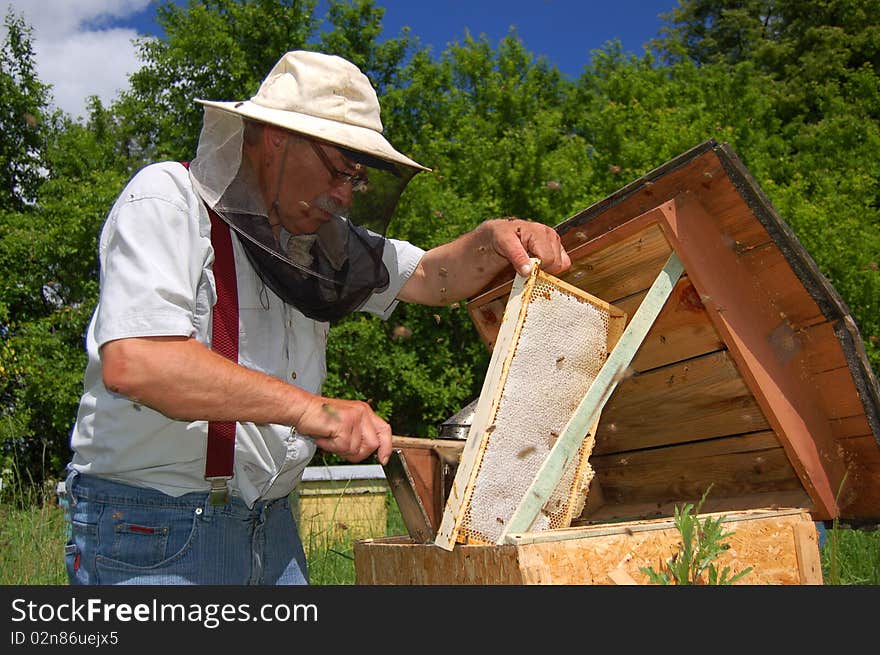 Beekeeper is working in his apiary during honey harvest