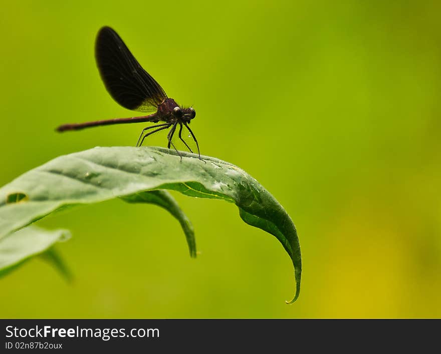 Damselfly on green leaf