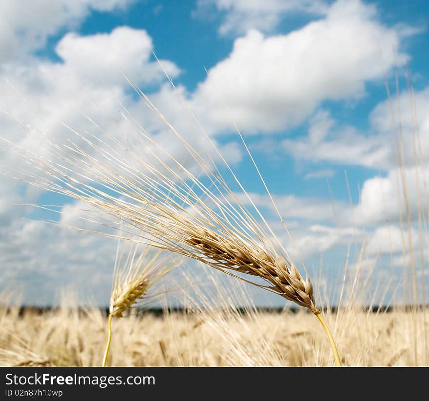 Wheat against