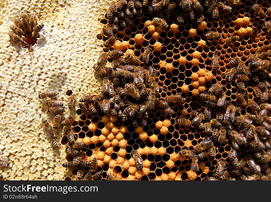 Bees eating honey on honeycomb which is partly filled with honey. Bees eating honey on honeycomb which is partly filled with honey