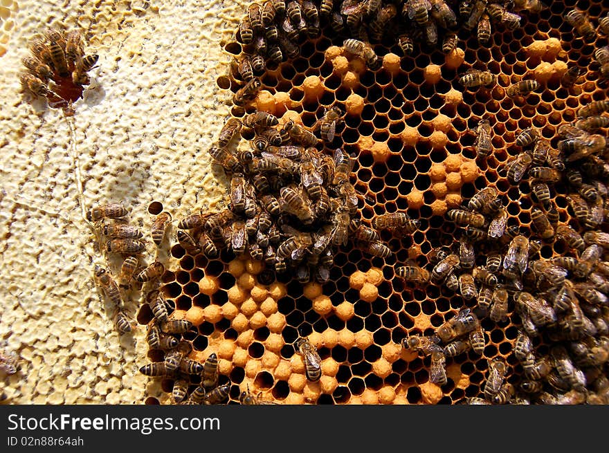 Bees On Honeycomb