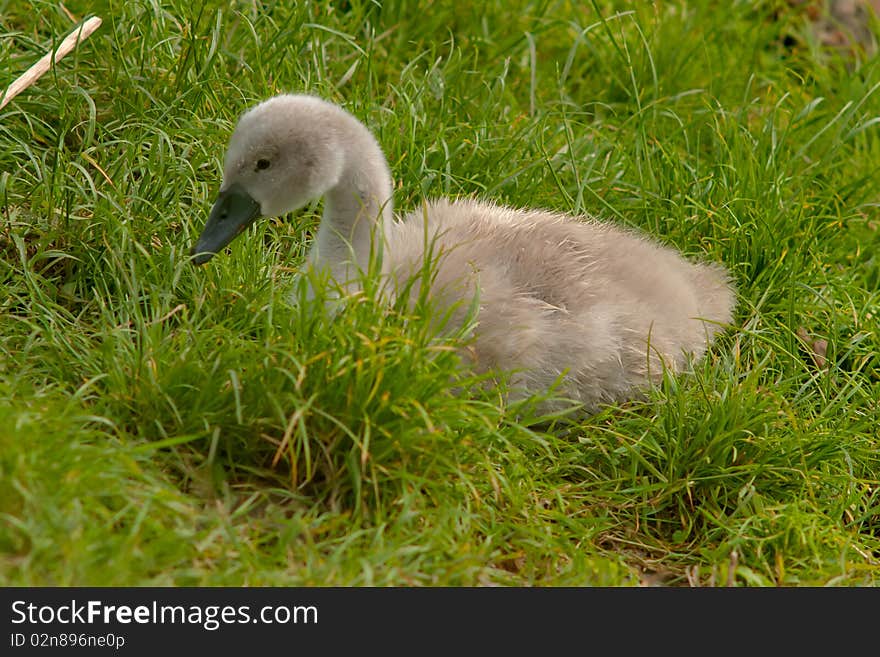 Young swan in the green grass