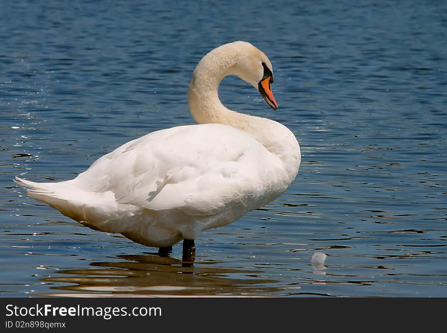 Adult swan standing at he edge of the river. Adult swan standing at he edge of the river