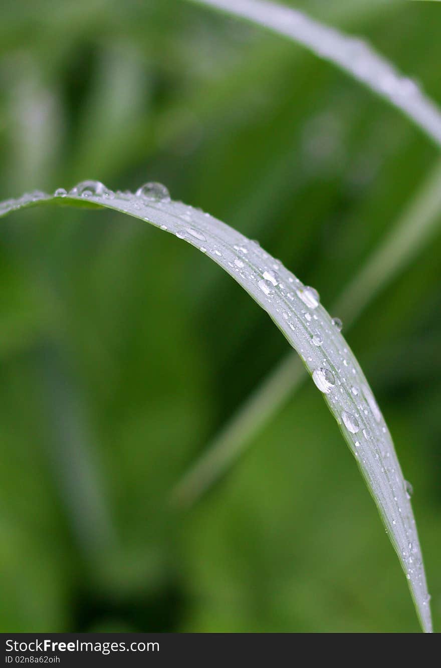 The drops of water on the green grass. The drops of water on the green grass