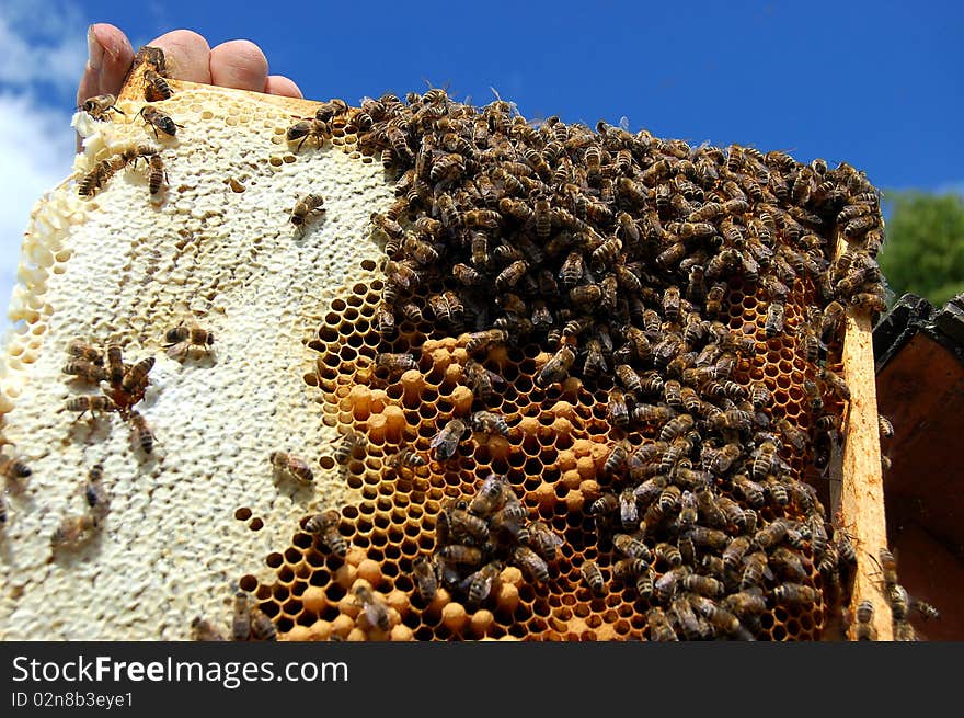 Bees on honeycomb which is partly filled with honey