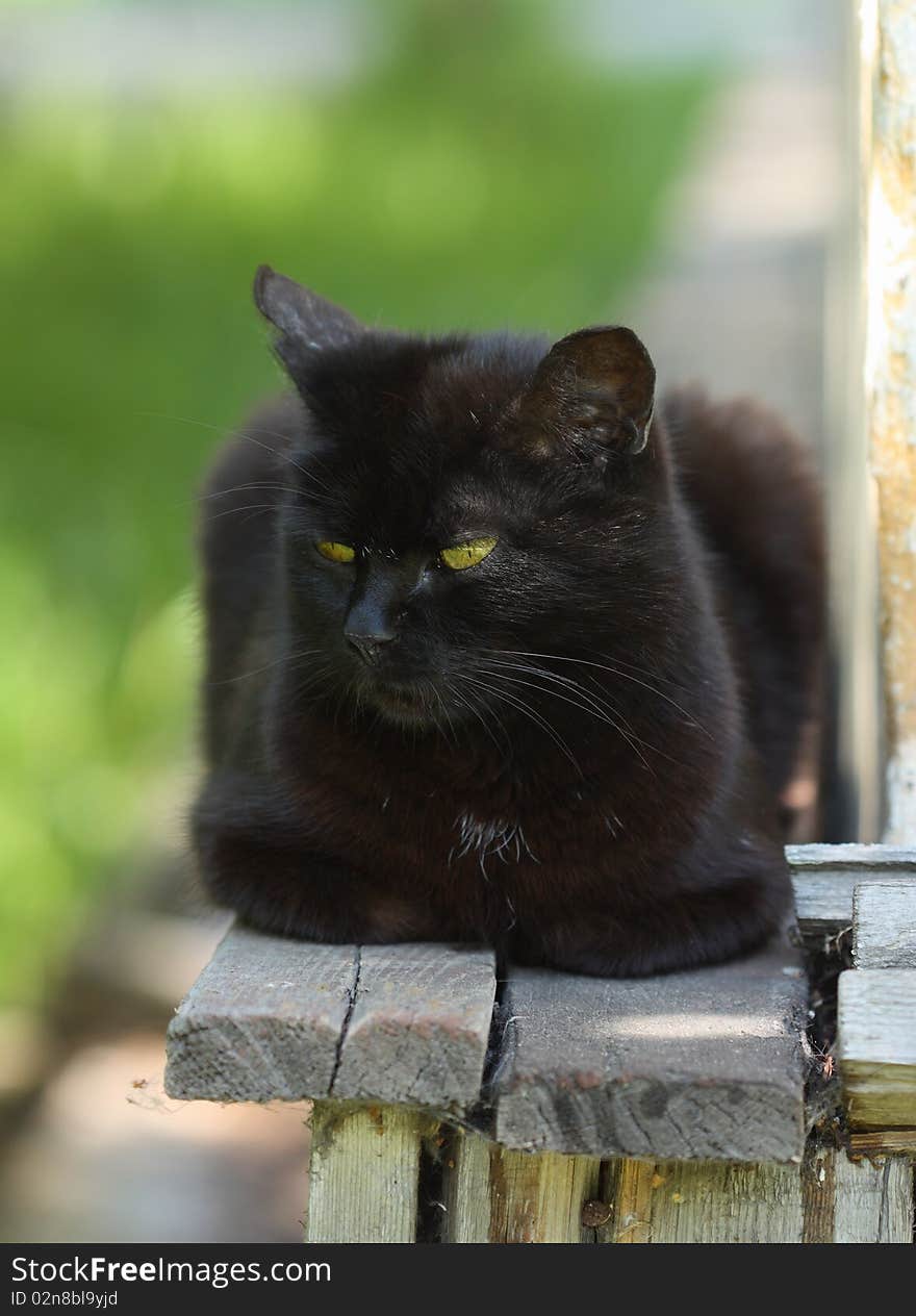 Portrait of a beautiful black cat