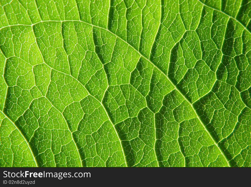 Surface of a green leaf