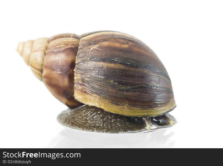 A big snail on white background