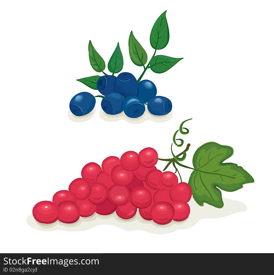 Vector illustration - grapes and blueberries on white background