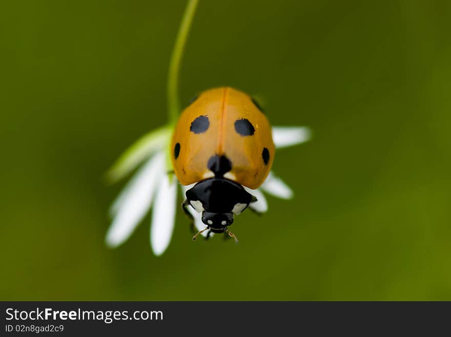 Ladybug