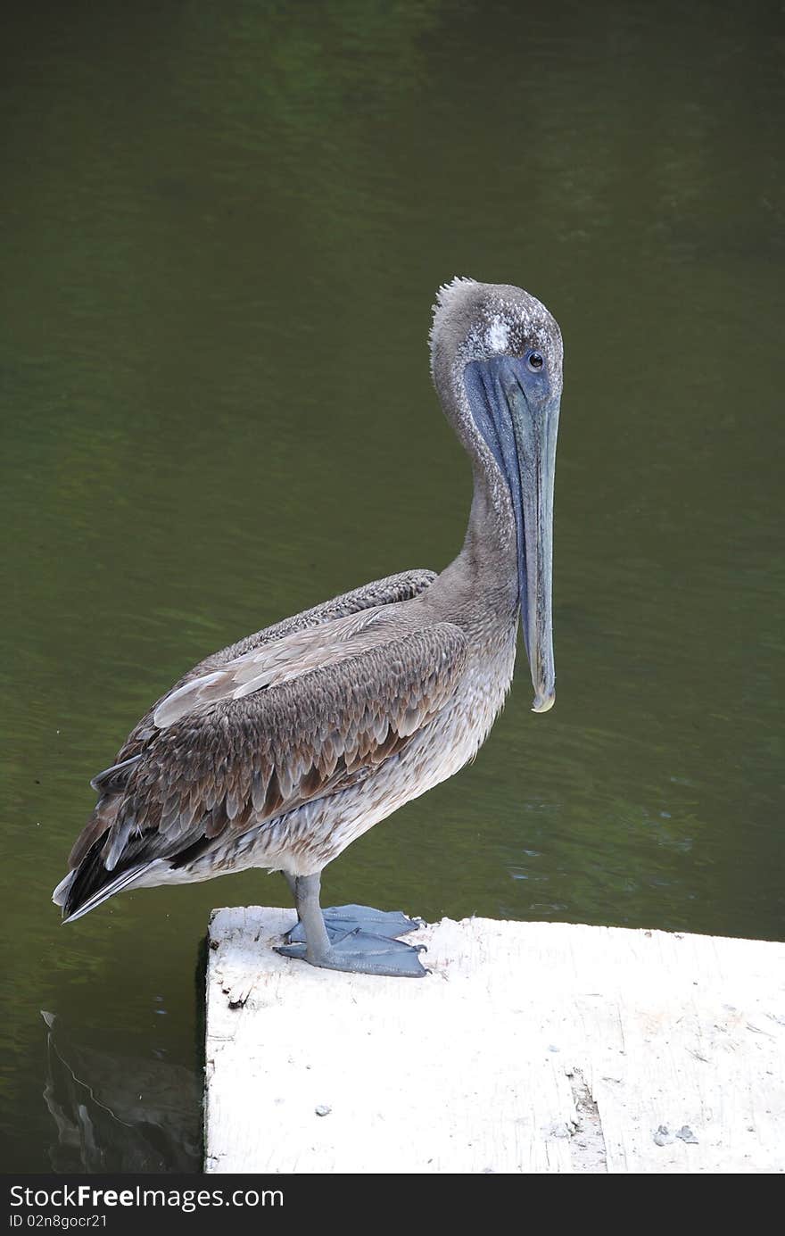 Photo Of A Grey Pelican