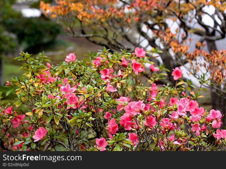 Japanese autumn garden