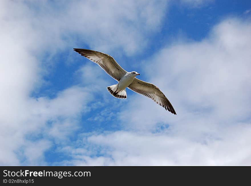 Bird is flying in a blue sky. Bird is flying in a blue sky.