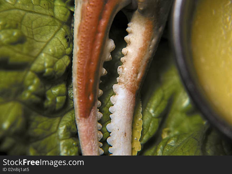 A close view of a crab pinch, melted butter and a salad sheet. A close view of a crab pinch, melted butter and a salad sheet