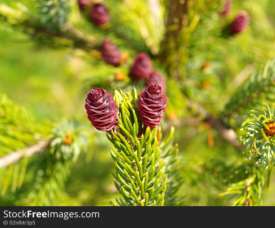 Small cones on the tree