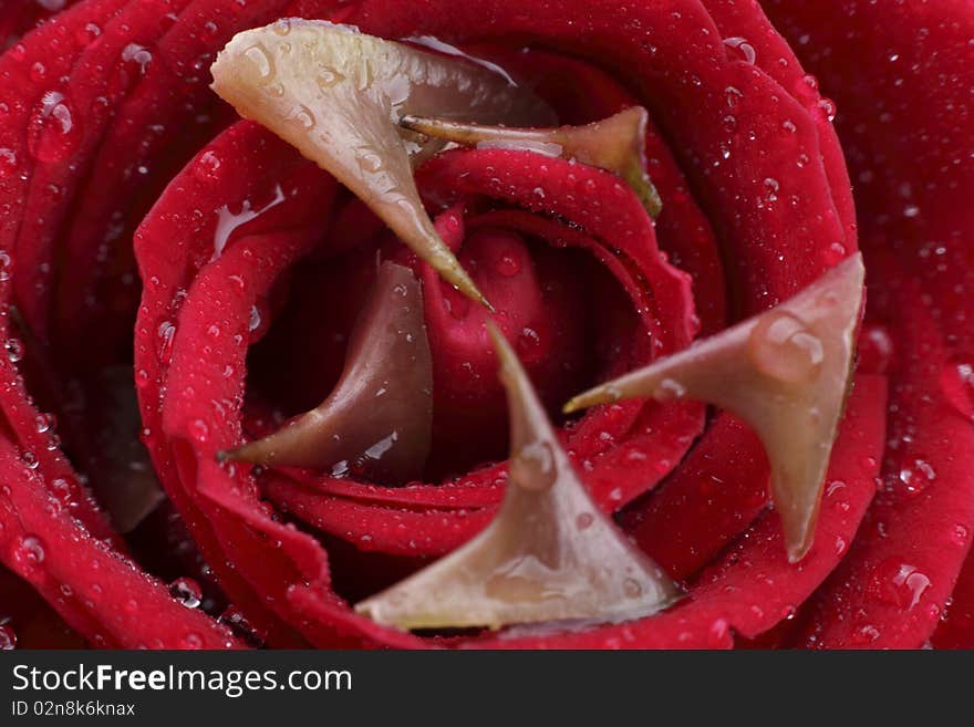 Red rose and thorn (Macro, High Resolution Image)