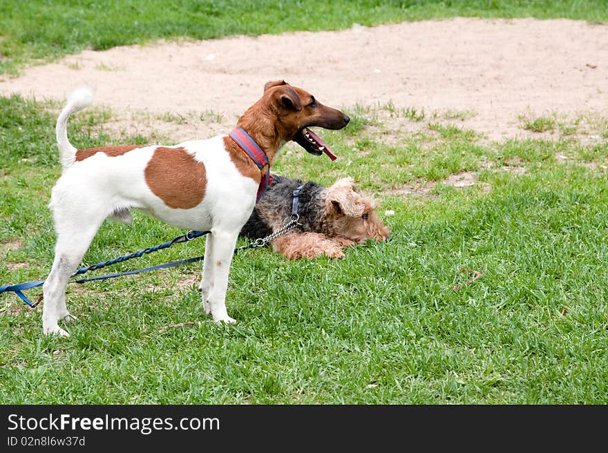 A standing terrier and a lying terrier on grass. A standing terrier and a lying terrier on grass