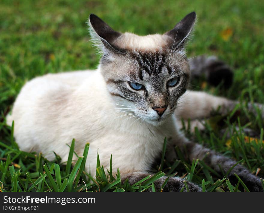 Siamese Cat