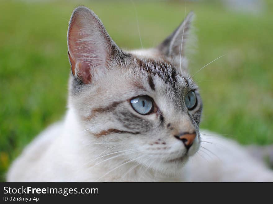 Siamese Cat