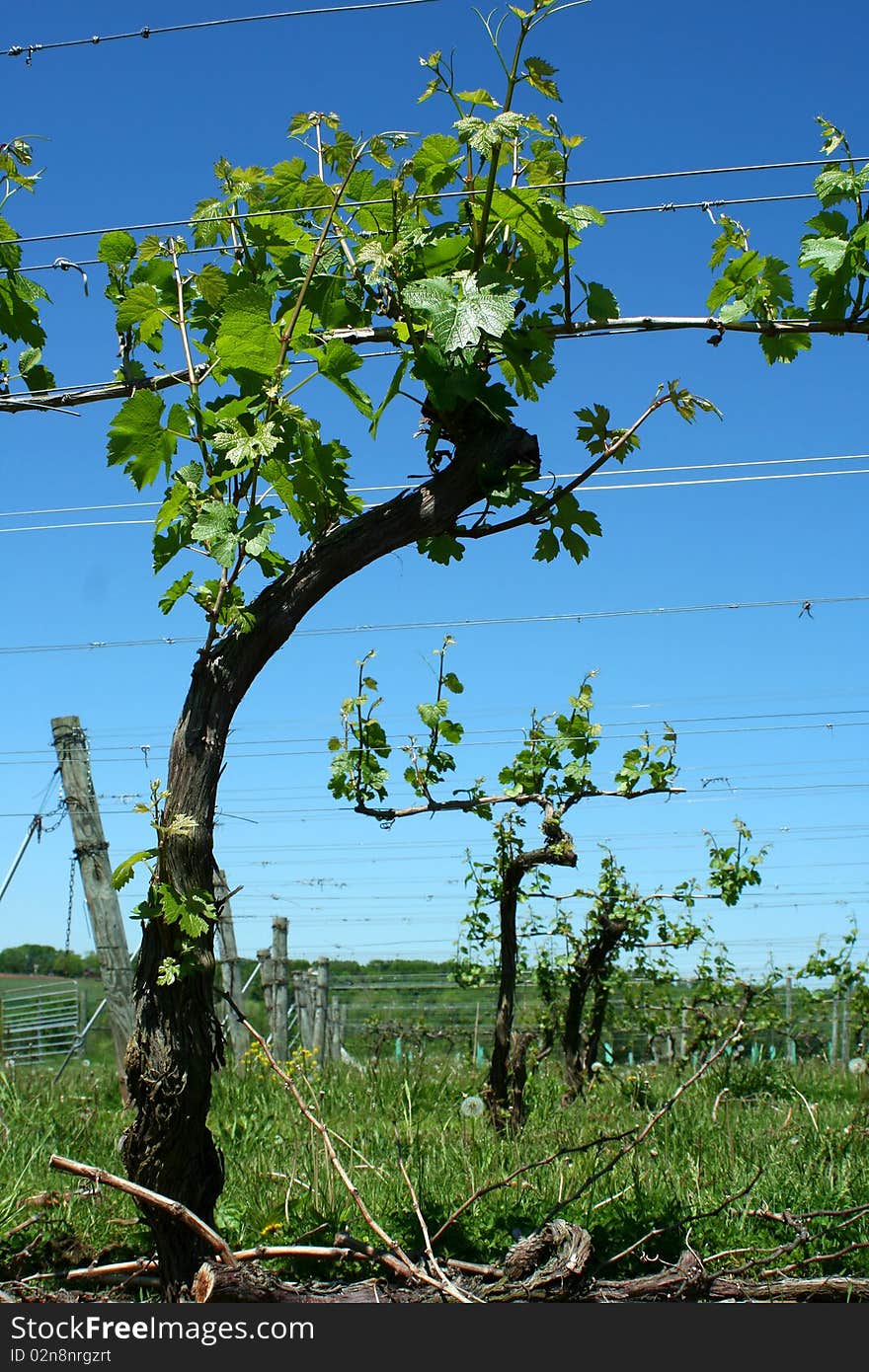 Grape vineyard in springtime