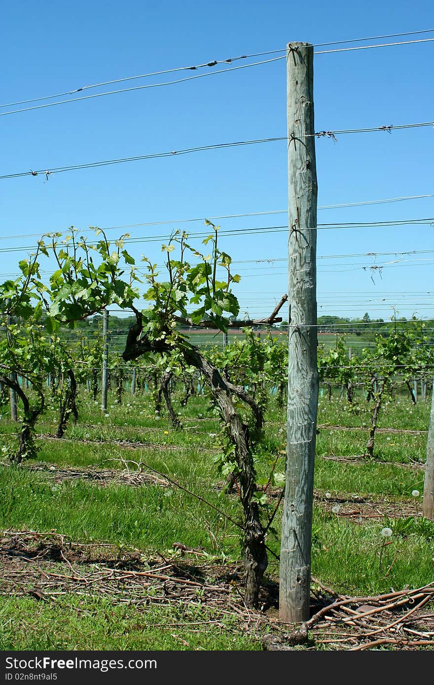 Grape vineyard in springtime