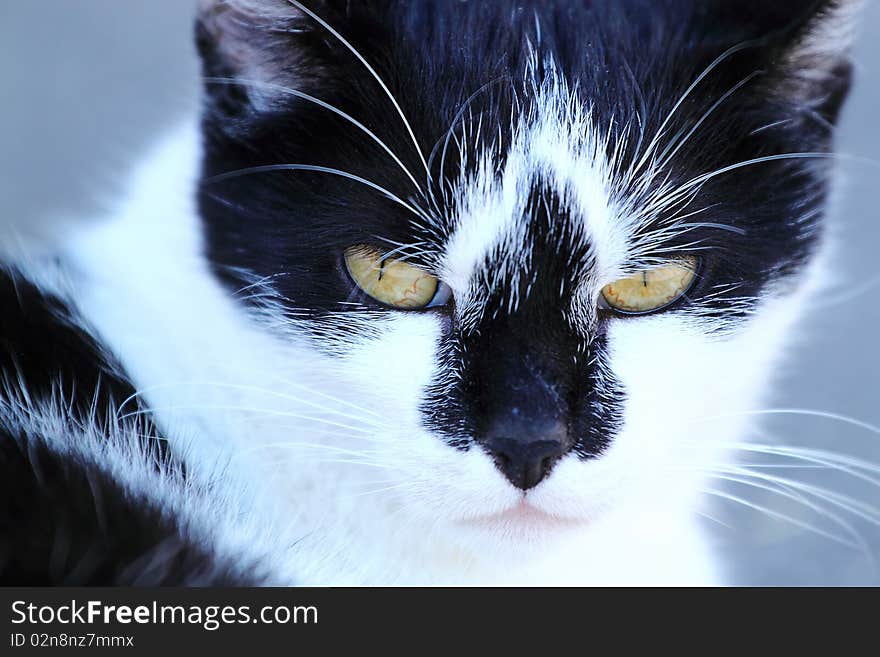 Very nice close-up portrait of cat. Very nice close-up portrait of cat